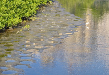 The wetland swamp near city in southern Taiwan