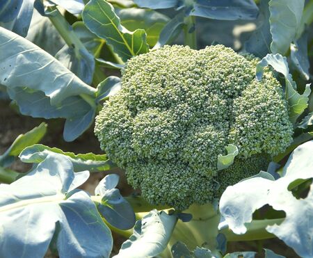 The close view of cauliflower at gardenの写真素材