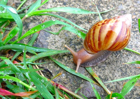The closeup of Giant African Snail in Taiwanの写真素材