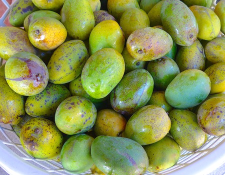 The close view of mango in Taiwanの写真素材