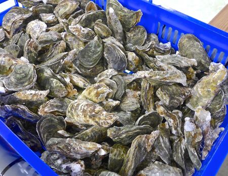 The fresh oysters closeup in a basketの写真素材
