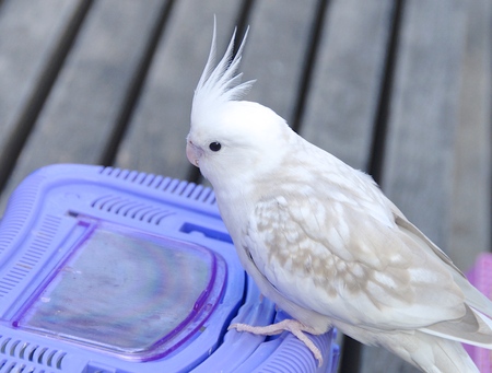 The close view of parakeet