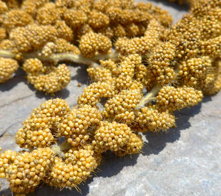 The crops of millet for aborigines in Taiwanの写真素材