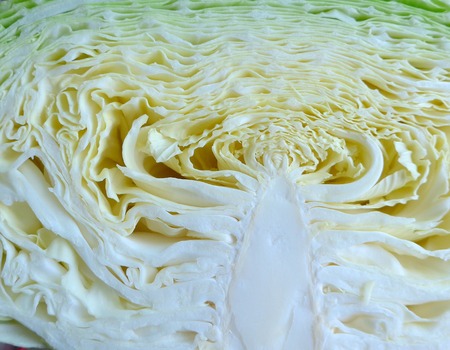 Cutting a cabbage close upの写真素材