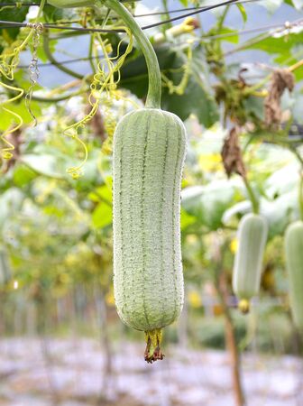Serpent melon closeup in the fieldの写真素材