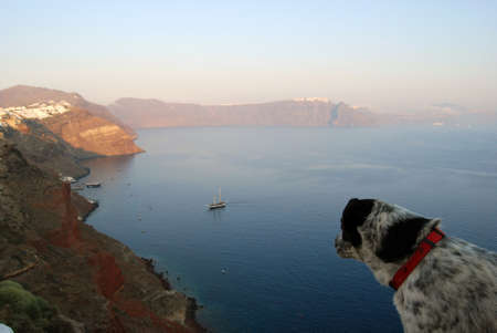 Dog watching the sunset in Oia Santorini Greeceの写真素材