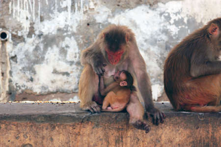 Monkey breastfeeding her cria in India
