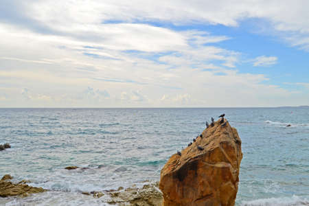 Birds on the rocks of Lloret de Mar Costa Brava