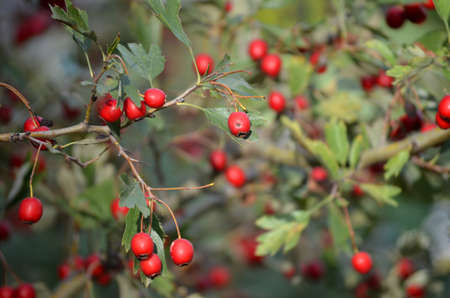 Red berries at the entrance of Parc Guell