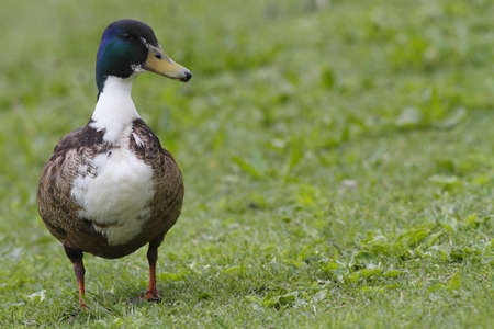Mallardの写真素材
