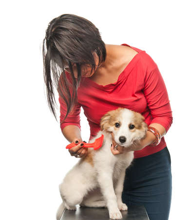 Pretty girl combs her dogの写真素材