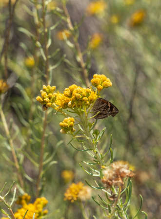 Brown Butterflyの写真素材