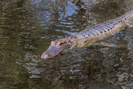 Floating Alligator in Swampの写真素材