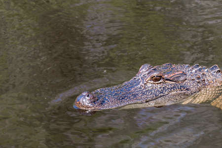 Alligator Stare in Swampの写真素材