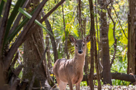 Deer in the Woodsの写真素材