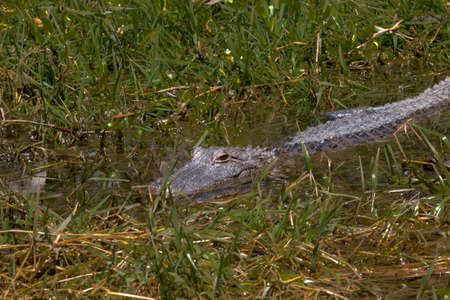 Alligator Lying in Waitの写真素材