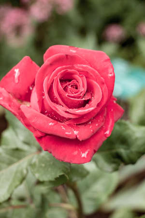 Blooming Red Roseの写真素材