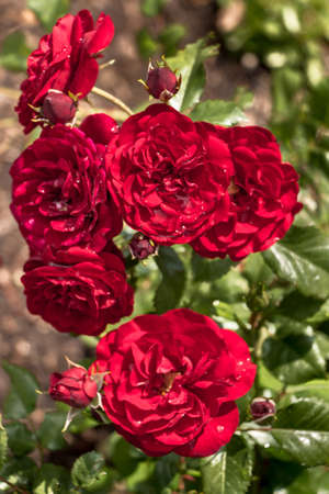 Portrait View of Several Red Rosesの写真素材