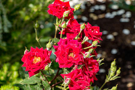 Landscape View of Several Red Rosesの写真素材
