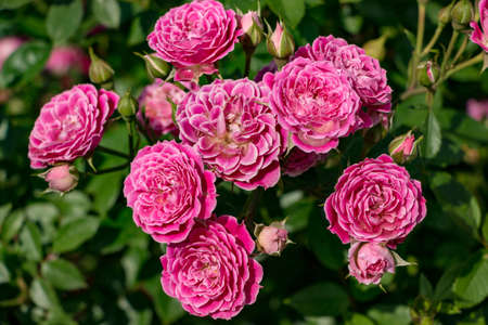 Fresh Mariotta Red Rosesの写真素材