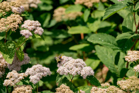 Bee on White Flowersの写真素材
