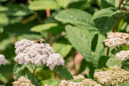 Closeup of Bee on White Flowersの写真素材