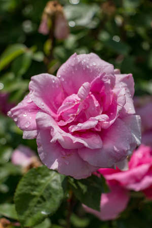 Closeup of Pink Roseの写真素材