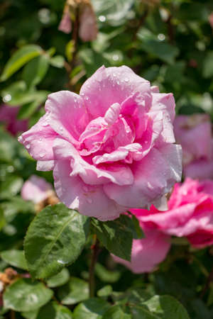 Pink Rose in the Gardenの写真素材