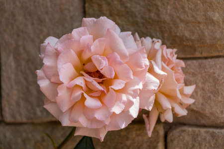 Closeup of Peach Roseの写真素材