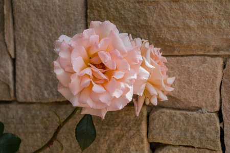 Peach Rose Against Stone Wallの写真素材