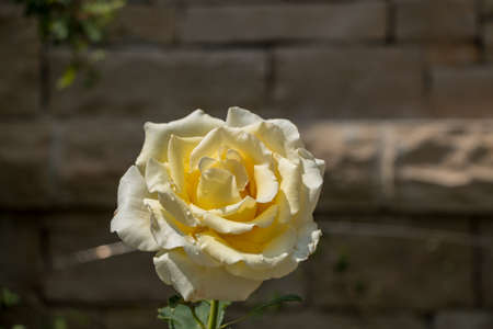 Landscape View of Yellow Roseの写真素材