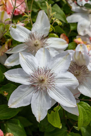 White Petal Flowersの写真素材