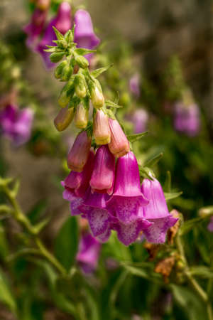 Portrait View of Pink Bell Flowersの写真素材