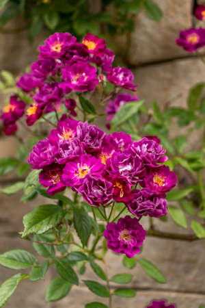 Red Roses Against Stone Wallの写真素材