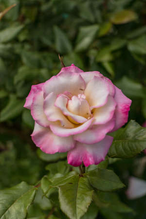 Pinked Tipped White Petal Roseの写真素材