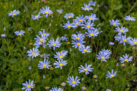 Patch of Felicia Blue Daisiesの写真素材