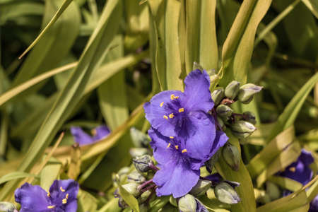 Closeup of Blue Irisの写真素材