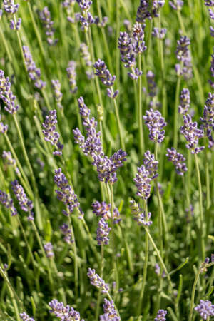 Sunlit Lavender Patchの写真素材