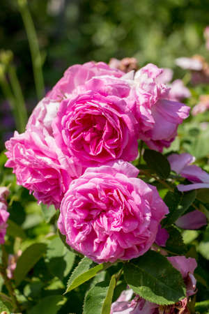 Blooming Pink Rosesの写真素材