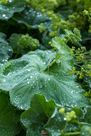 Water droplets on Green Leafの写真素材