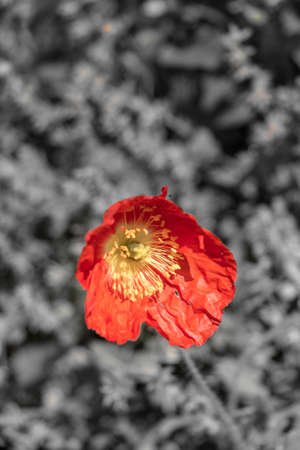 Red Poppy in Gray Backgroundの写真素材