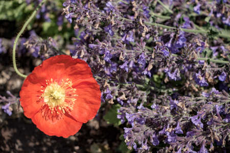 Red Poppy in Purple Backgroundの写真素材