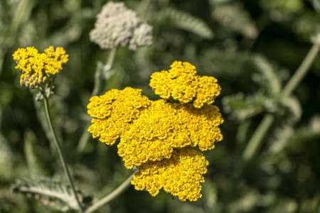 Closeup of Yellow Flowersの写真素材