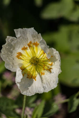 Single White and Yellow Flowerの写真素材
