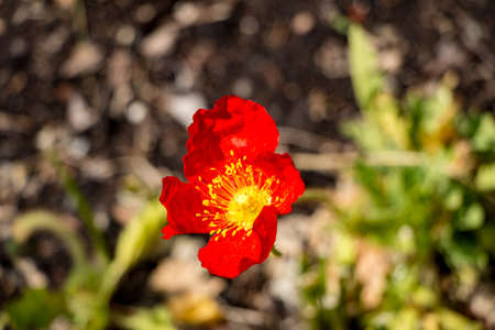 Single Red Flowerの写真素材