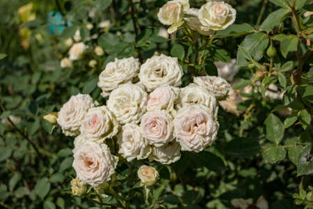 White and Pink Rosesの写真素材