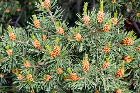Portrait View of Cedar Branchの写真素材