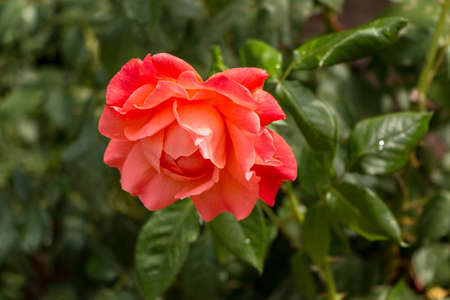 Single Red Roseの写真素材