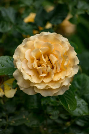 Single Yellow Roseの写真素材