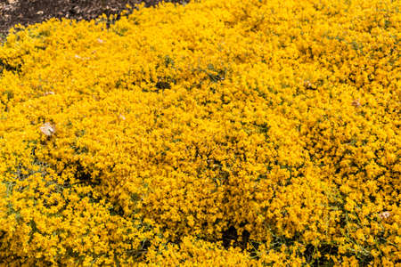 Field of Yellow Flowersの写真素材